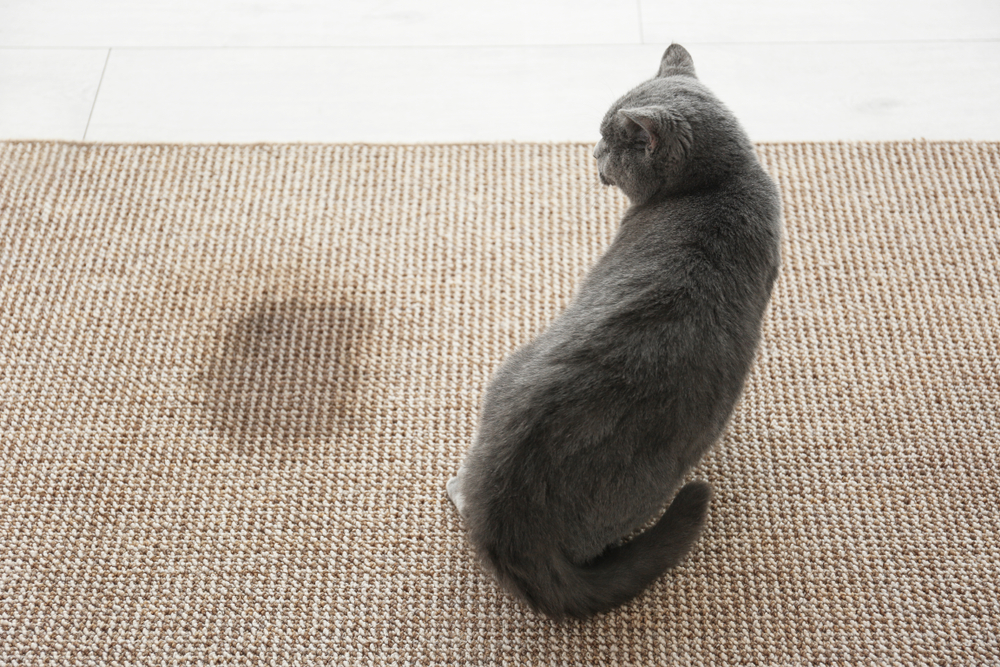 Katt Kissar Utanför Kattlådan
