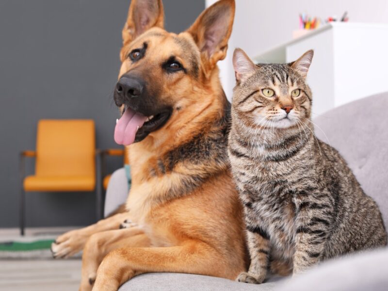 Katt vs Hund – de största skillnaderna som husdjur